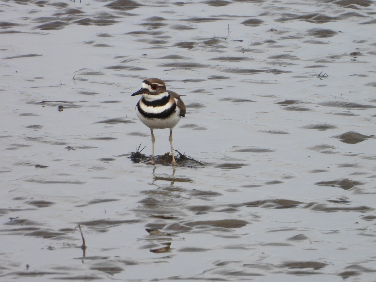 Killdeer - ML618103464