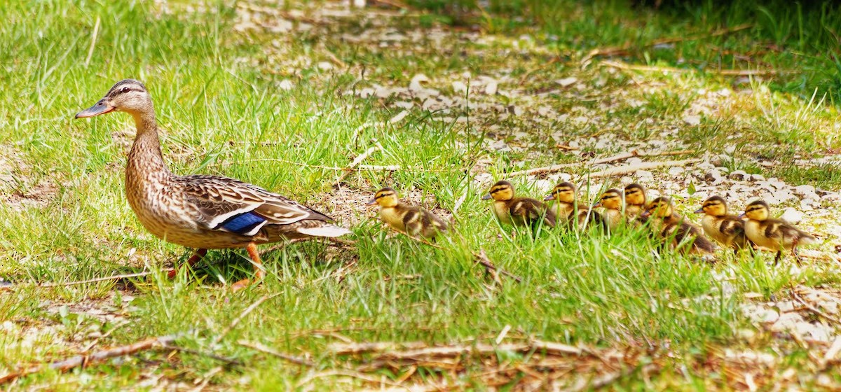 Mallard - ML618103471