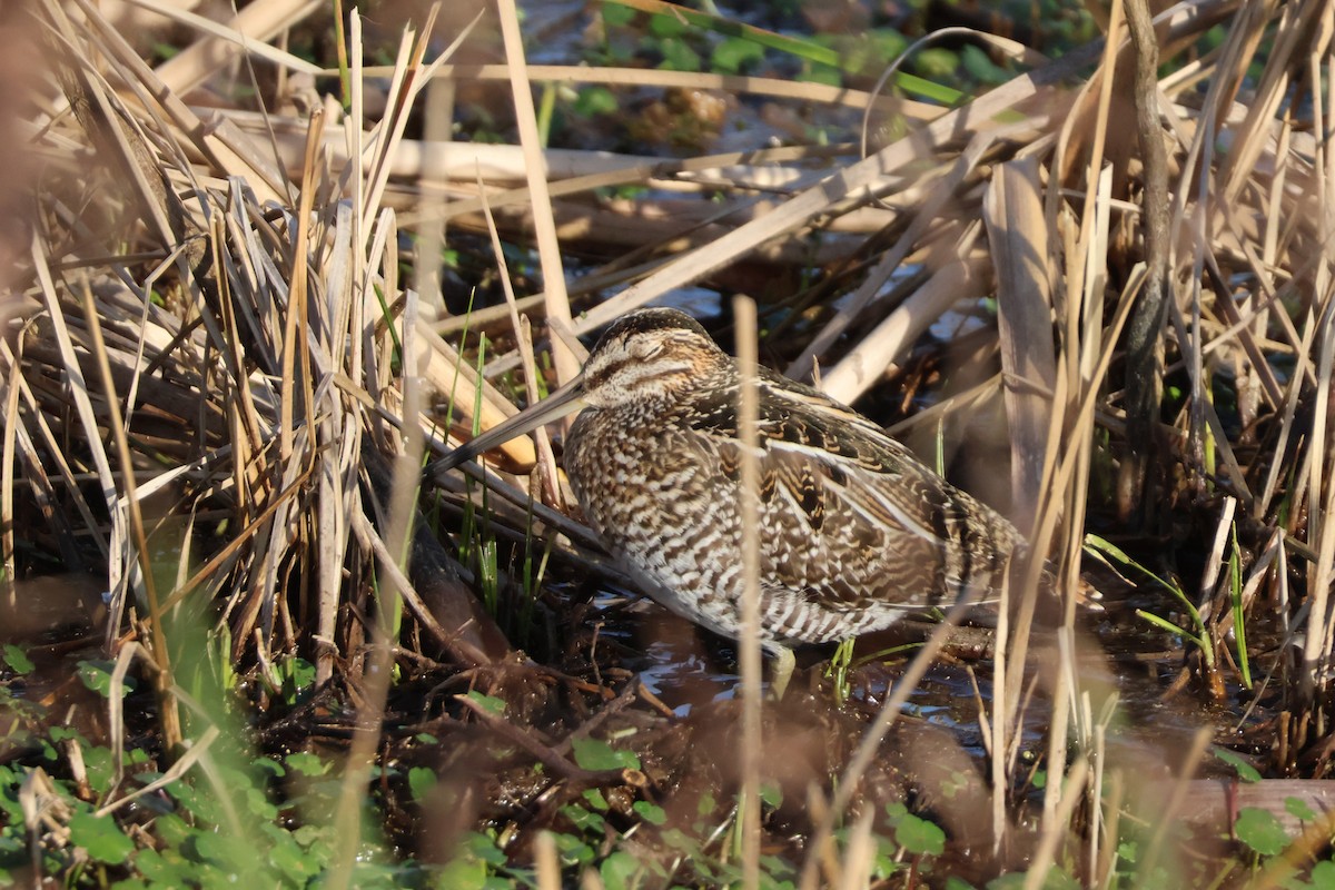 Wilson's Snipe - ML618103472