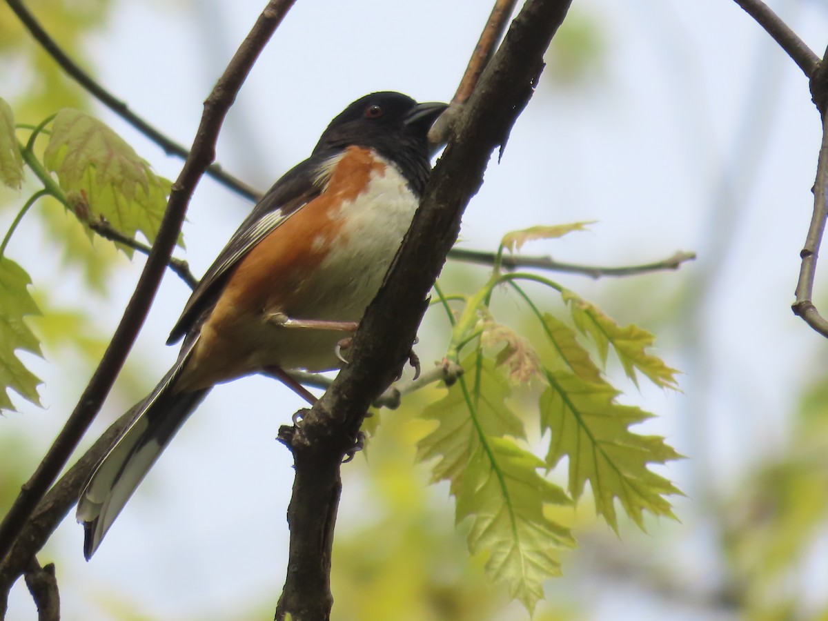 Eastern Towhee - Ursula  Mitra