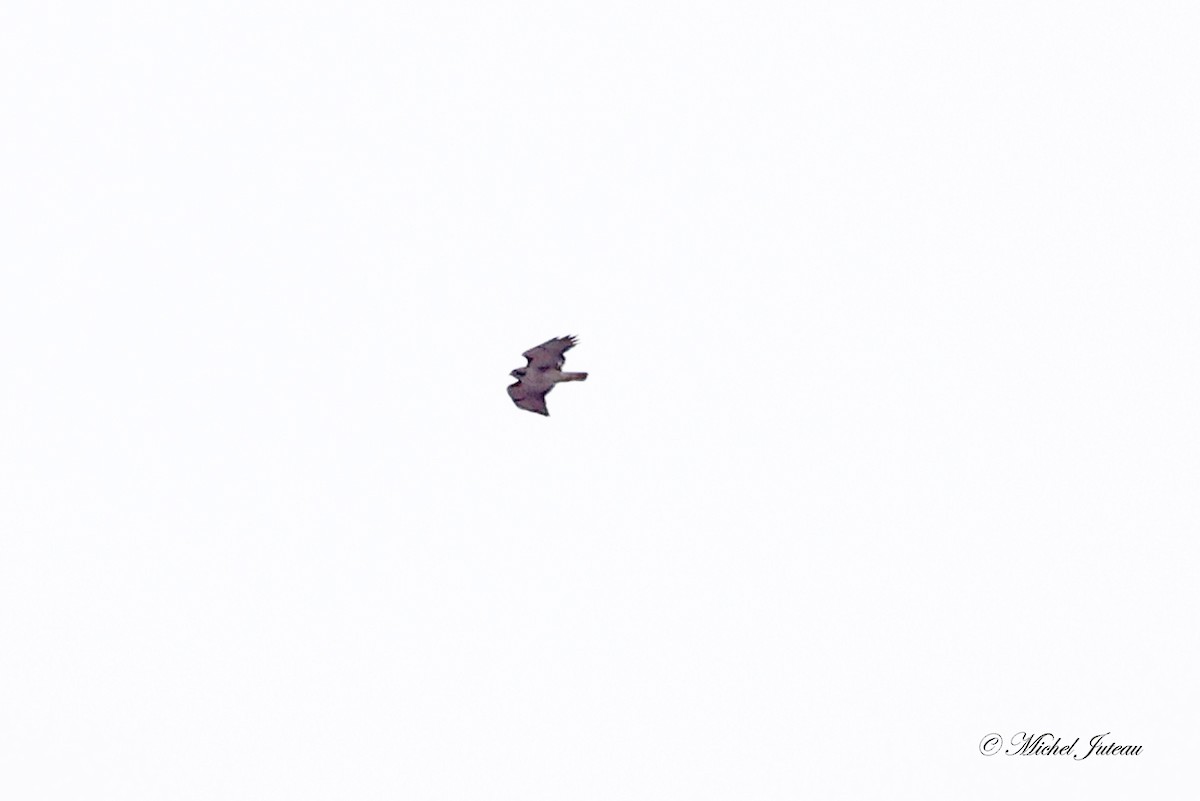 Red-tailed Hawk - Michel Juteau