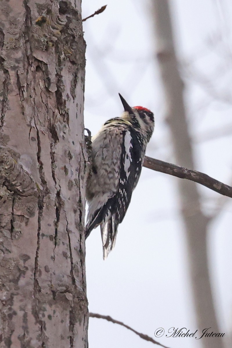 Yellow-bellied Sapsucker - Michel Juteau