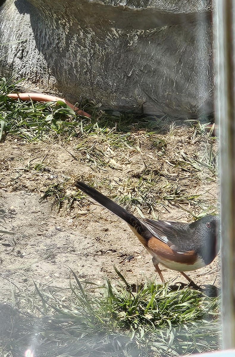 Eastern Towhee (Red-eyed) - Marci Sanford