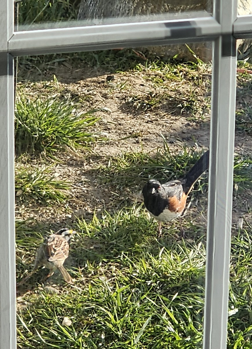 Eastern Towhee (Red-eyed) - Marci Sanford