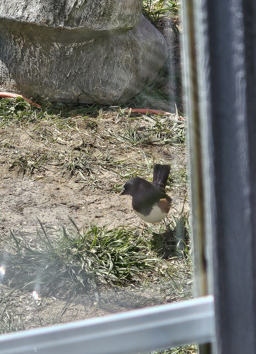 Eastern Towhee (Red-eyed) - ML618103530