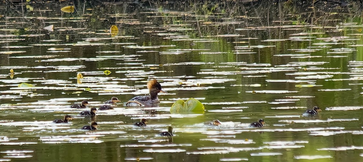 Hooded Merganser - Becki Guy