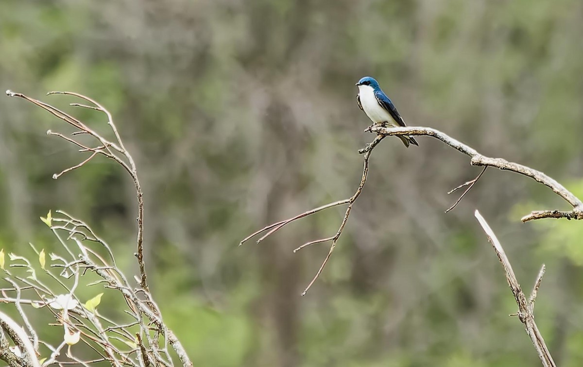 Tree Swallow - ML618103553