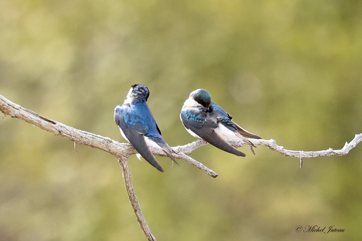 Tree Swallow - ML618103575