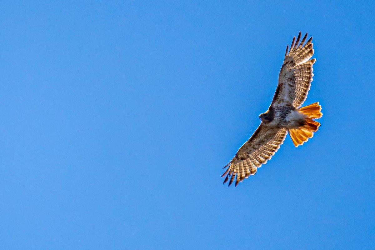 Red-tailed Hawk - ML618103580