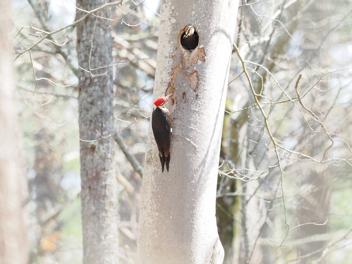 Pileated Woodpecker - ML618103589