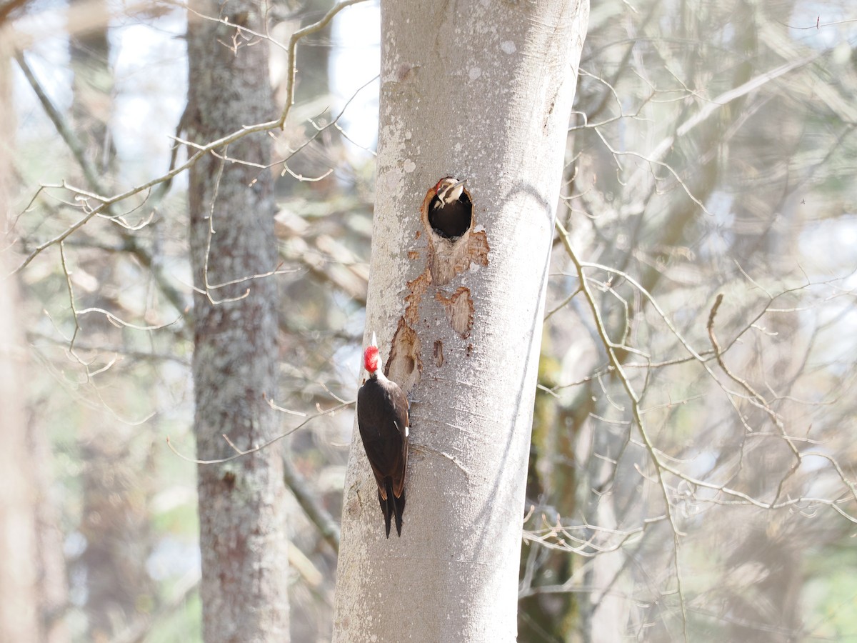 Pileated Woodpecker - ML618103590