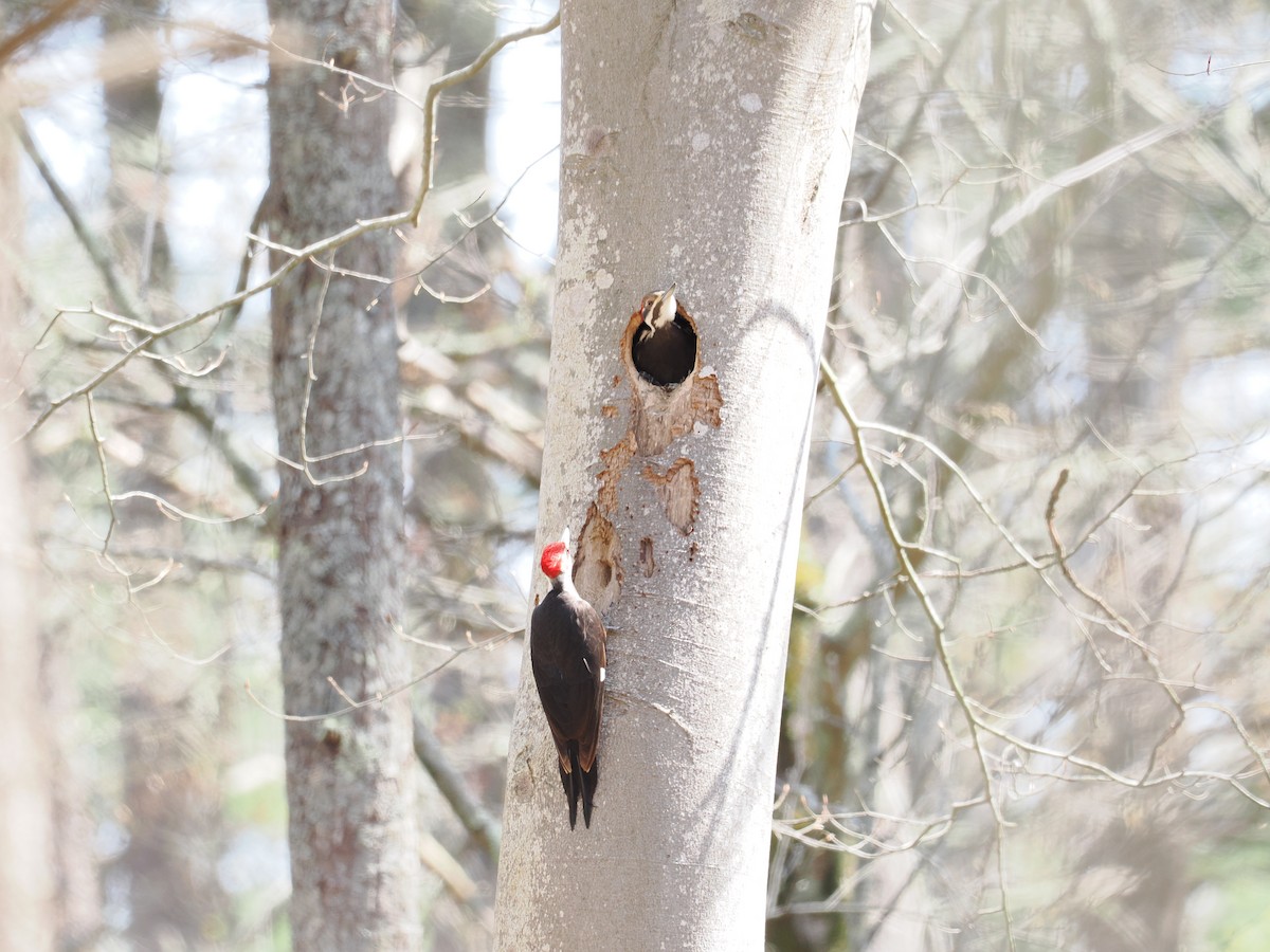 Pileated Woodpecker - ML618103591