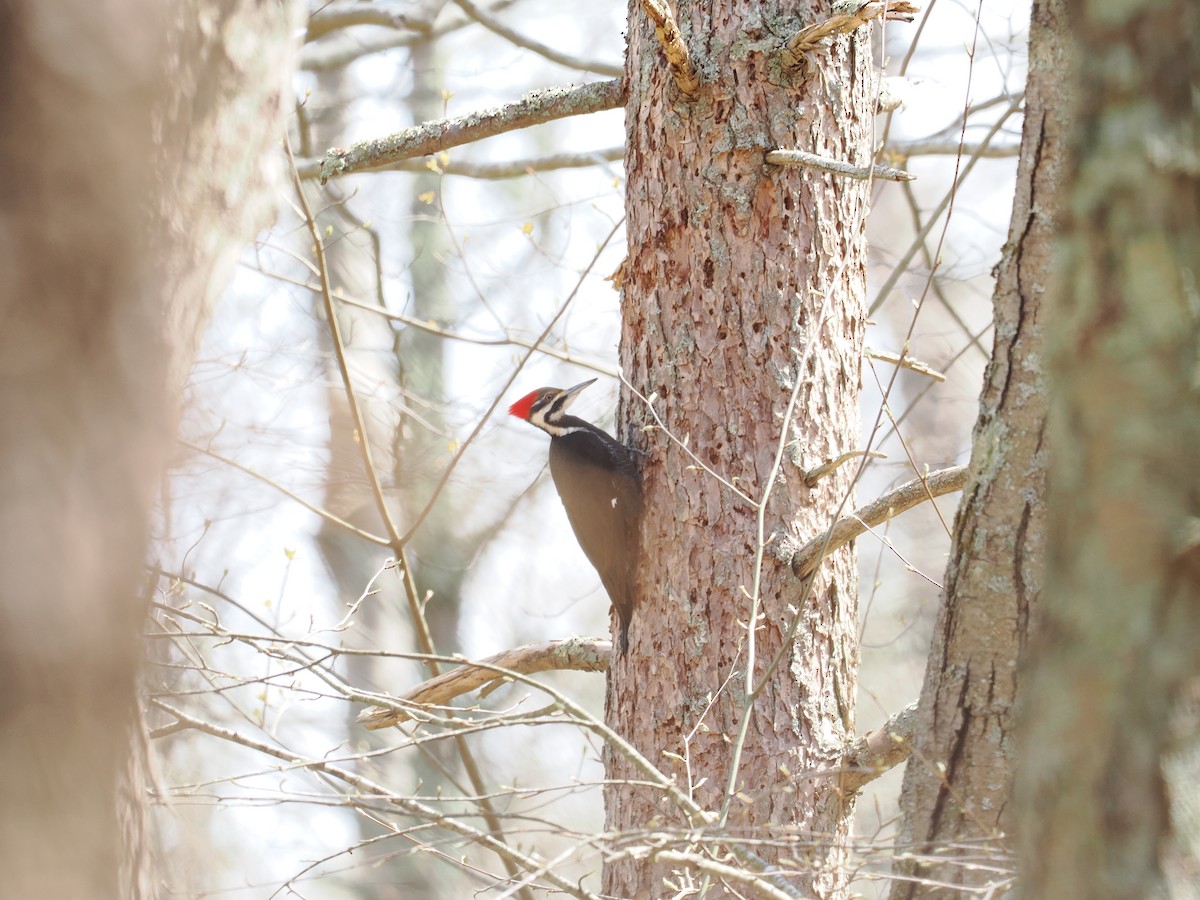 Pileated Woodpecker - Ethan Ripperger