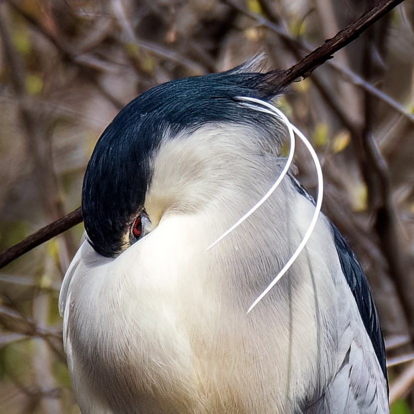 Black-crowned Night Heron - Danielle  A