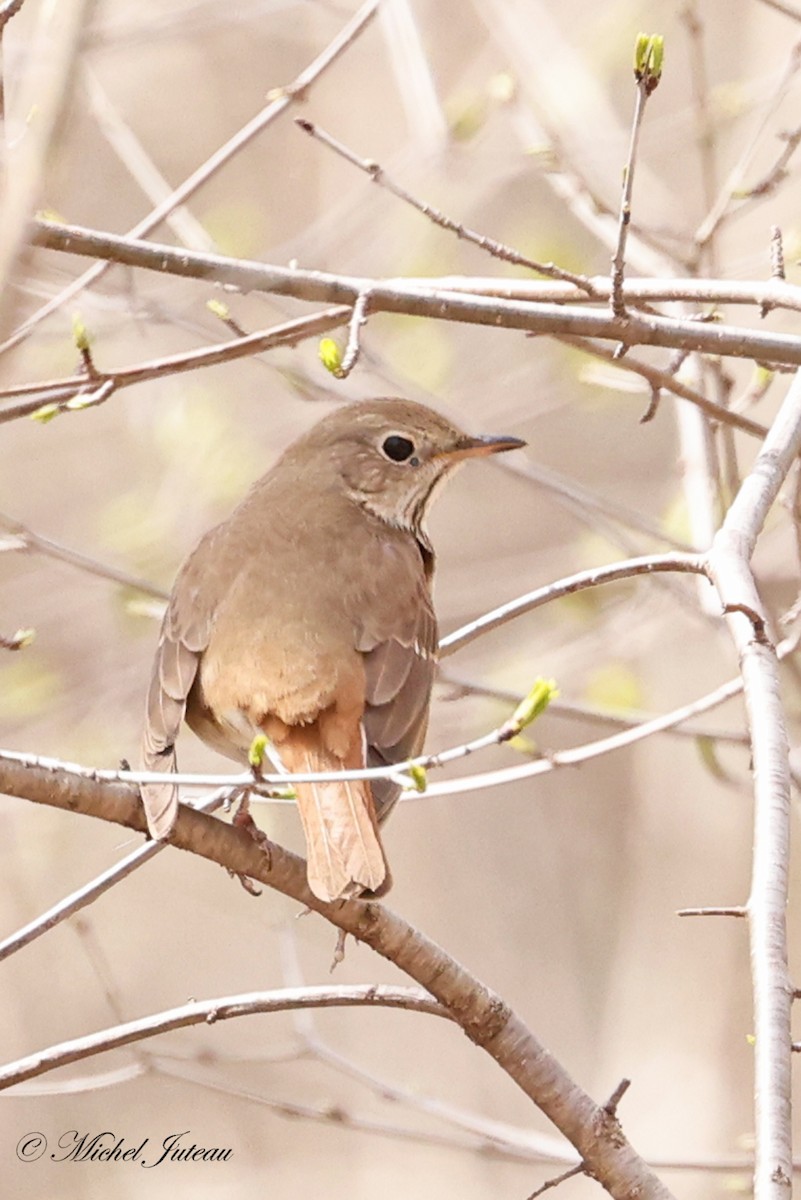 Hermit Thrush - Michel Juteau