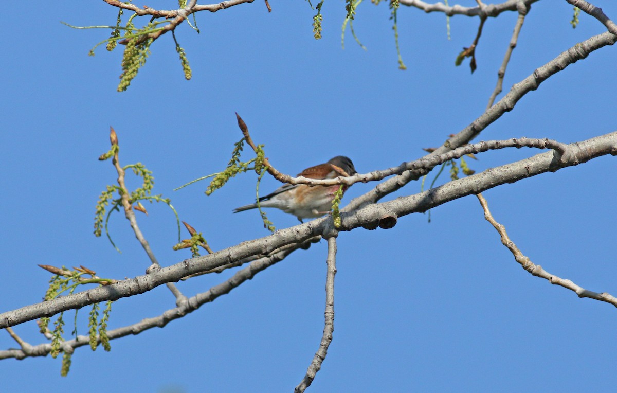 Eurasian Linnet - Andrew Steele