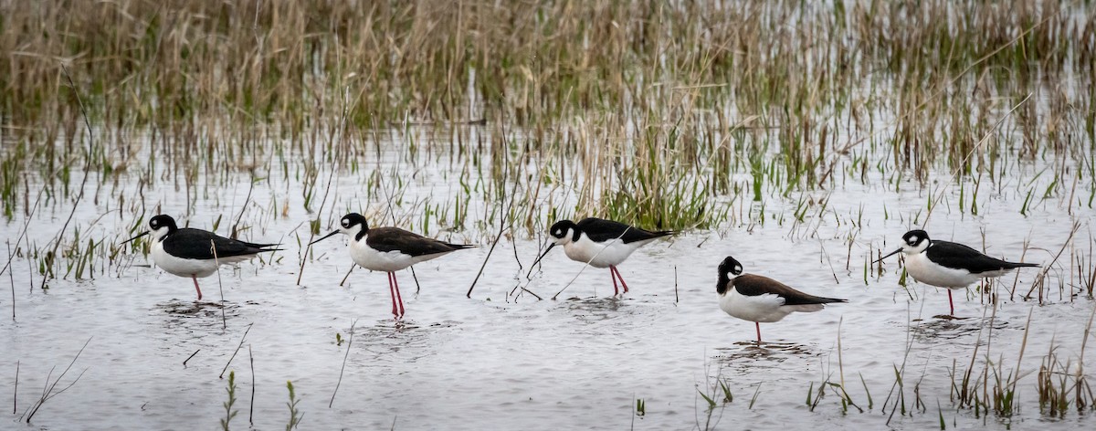 Black-necked Stilt - ML618103618