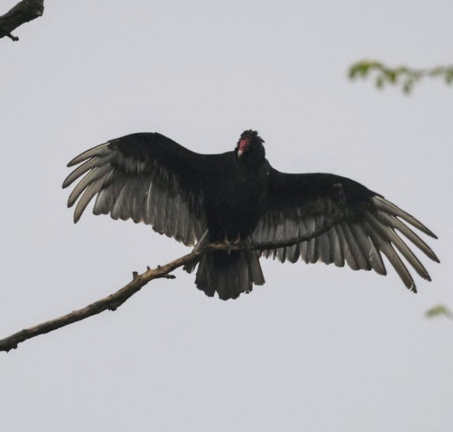 Turkey Vulture - Joe  Terry