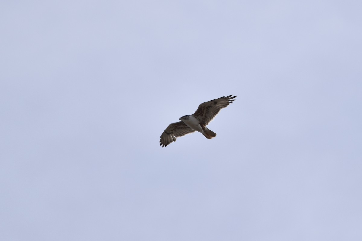 Ferruginous Hawk - Justin Konoff