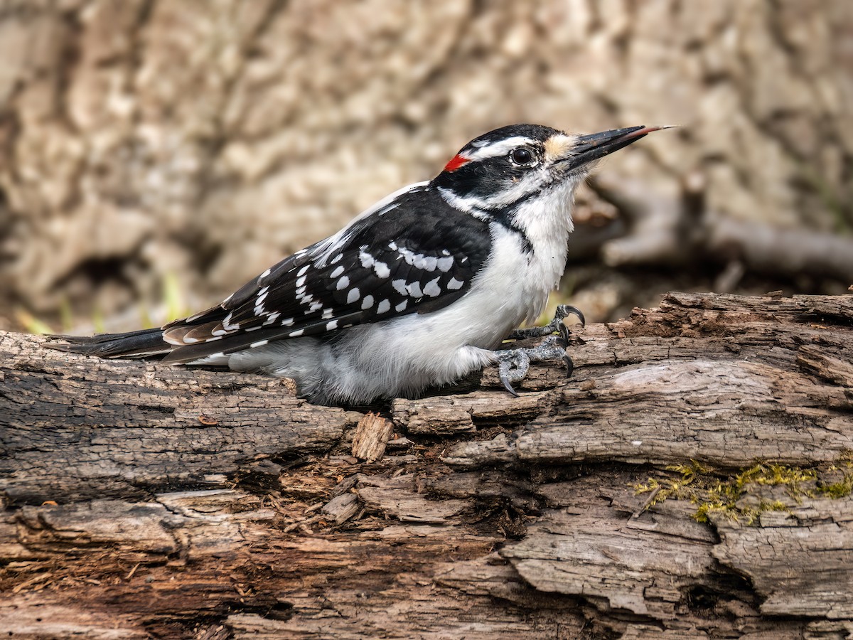 Hairy Woodpecker - Danielle  A