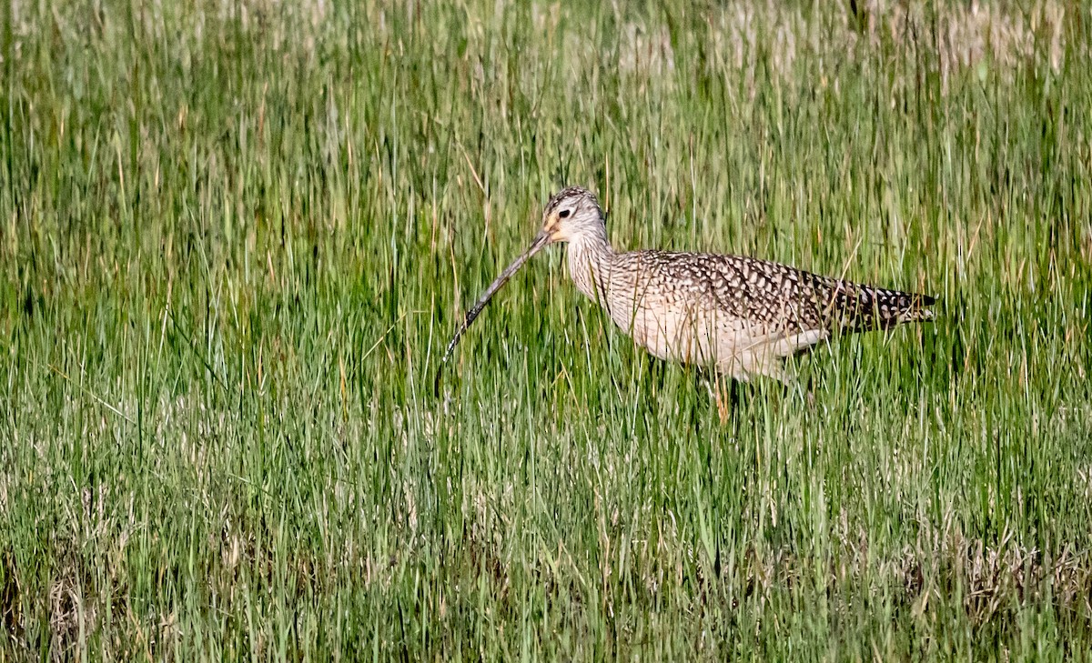 アメリカダイシャクシギ - ML618103658