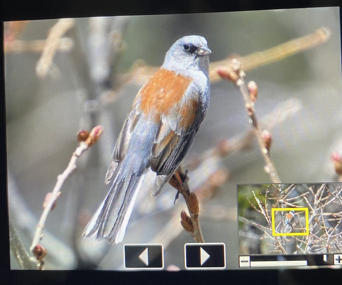 Junco Ojioscuro (dorsalis) - ML618103707