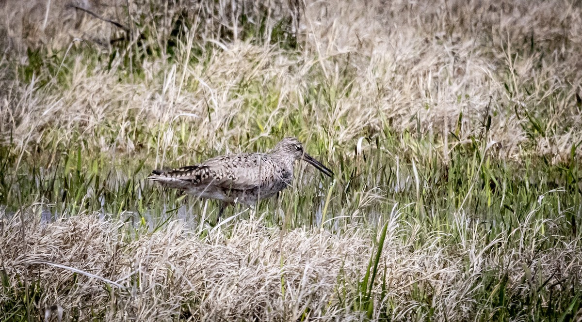 Willet - ML618103714