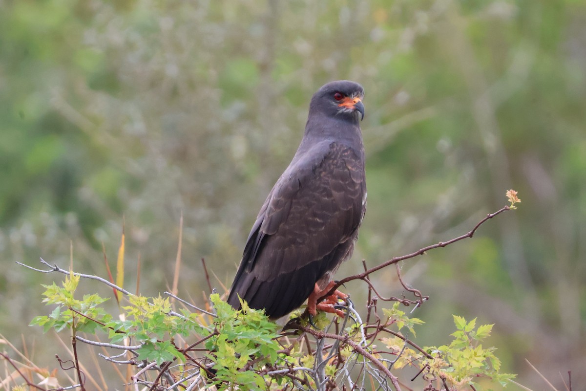 Snail Kite - Julia Nadeau Gneckow