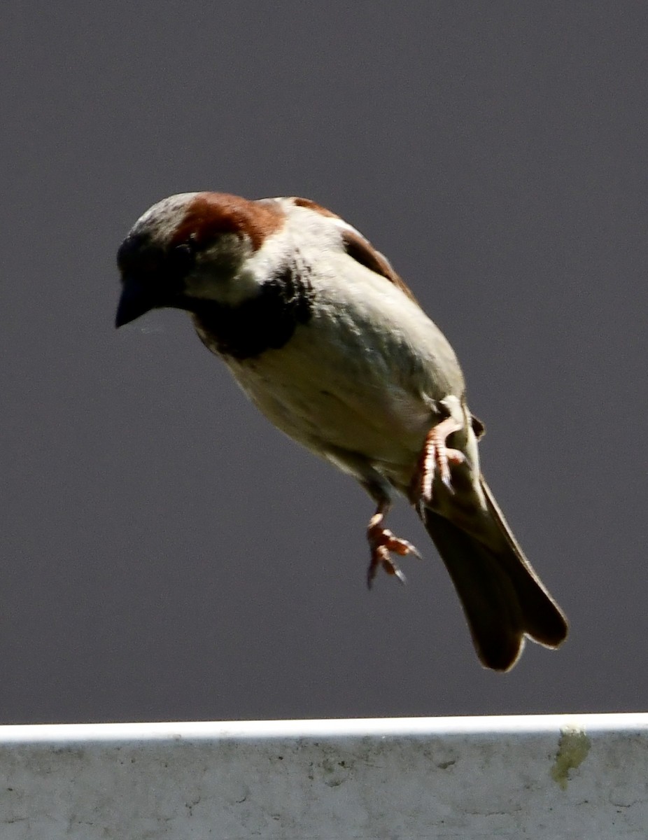 House Sparrow - Ryan Rupp