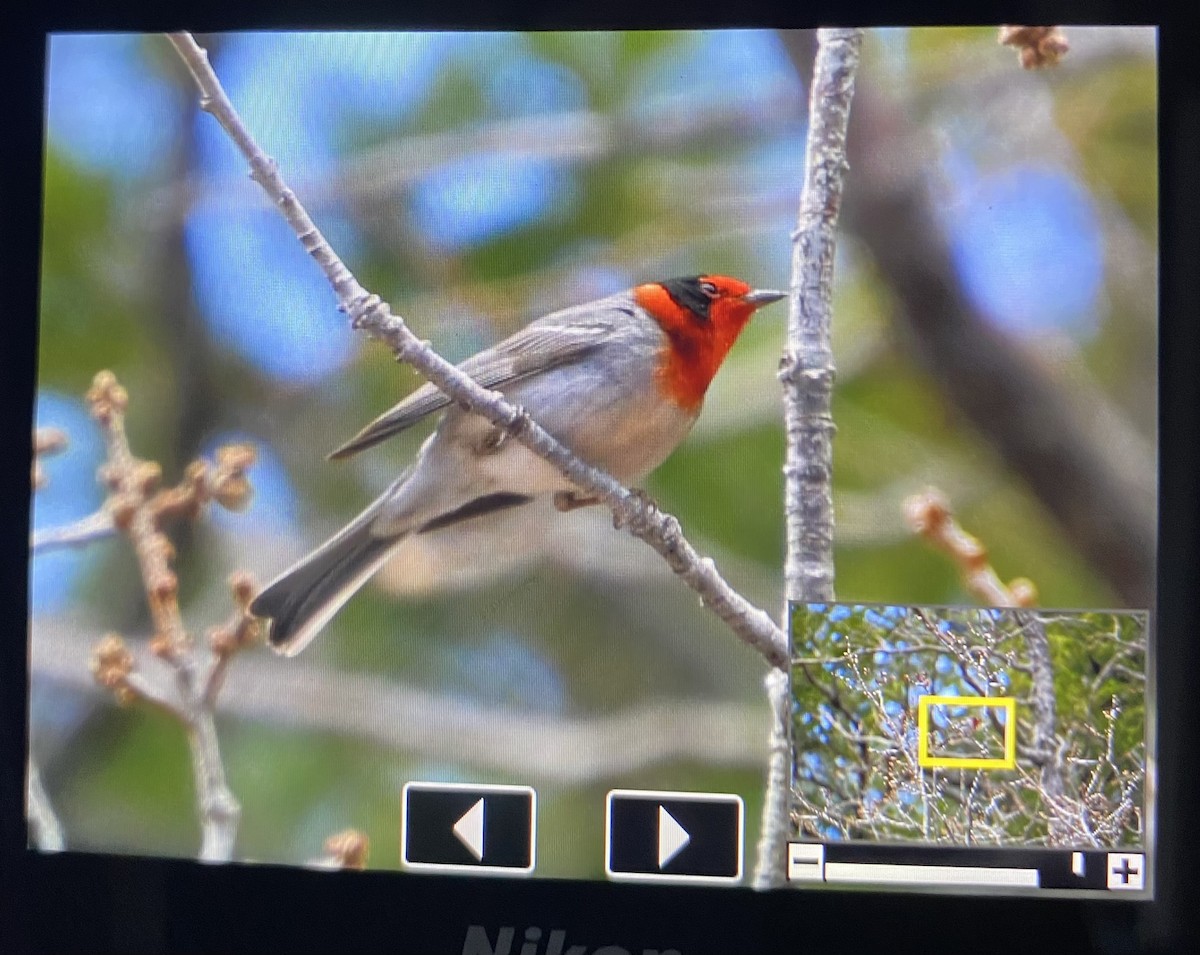 Paruline à face rouge - ML618103753