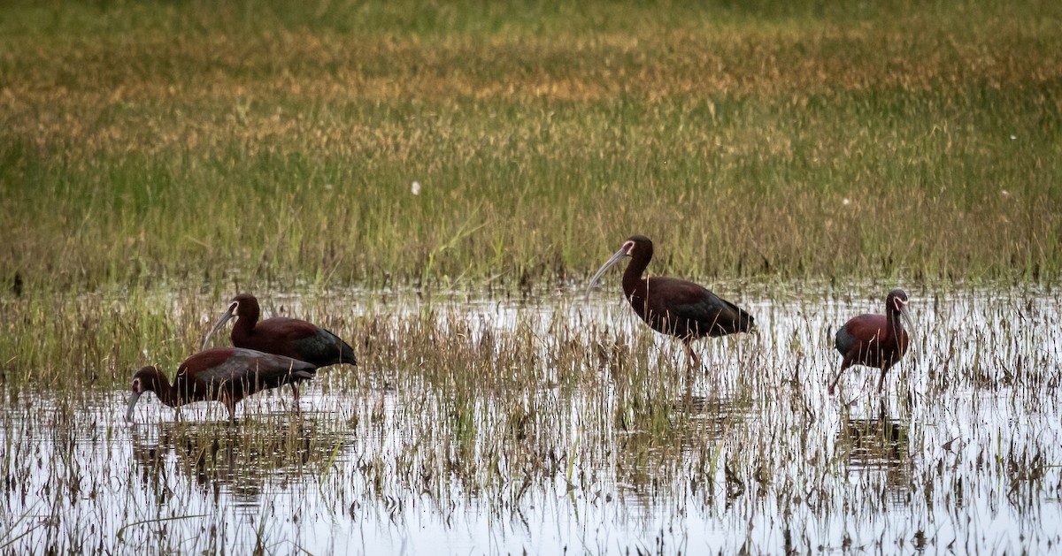 White-faced Ibis - ML618103754