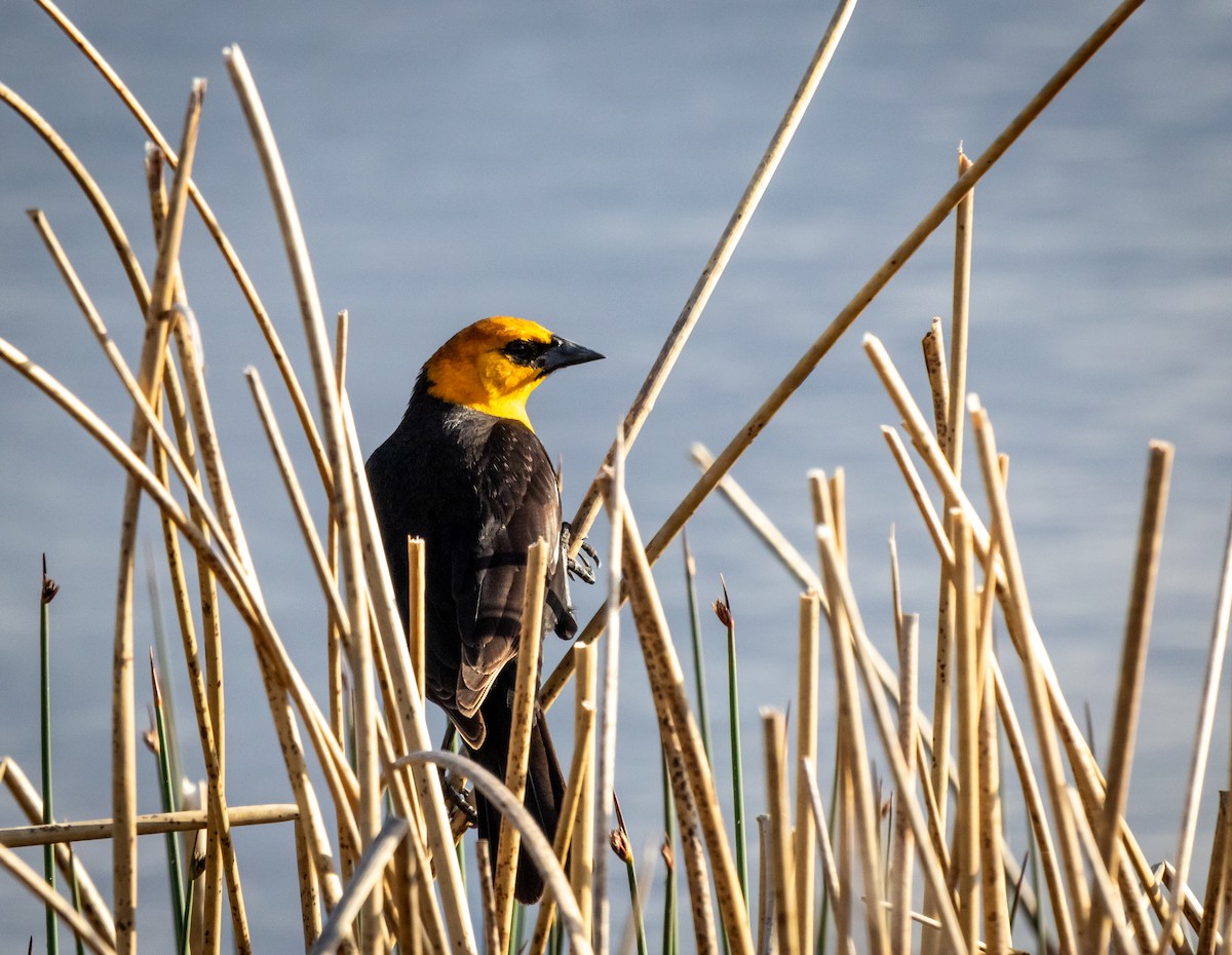 Yellow-headed Blackbird - Pat Snyder