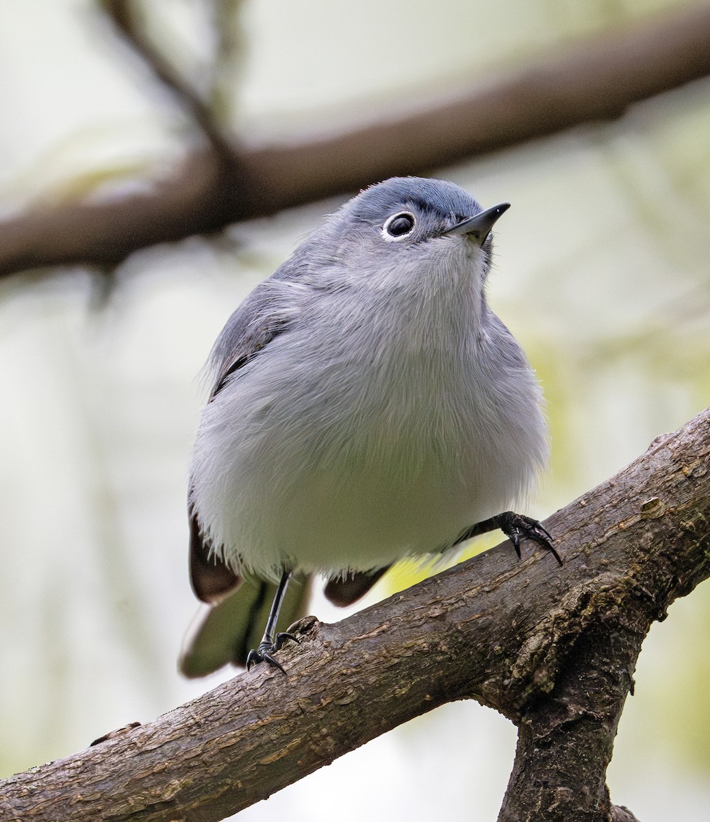 Blue-gray Gnatcatcher - Greg Courtney