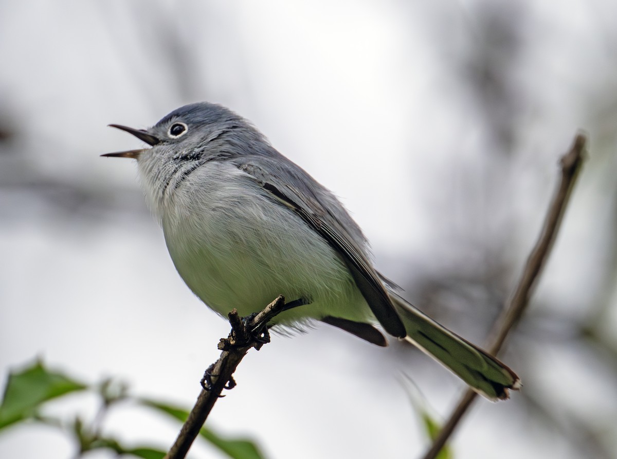 Blue-gray Gnatcatcher - Greg Courtney