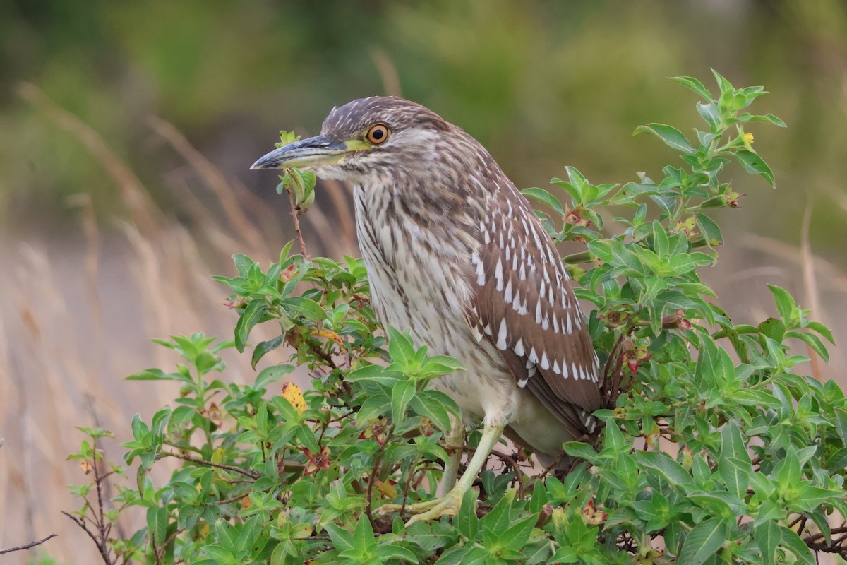 Black-crowned Night Heron - Julia Nadeau Gneckow