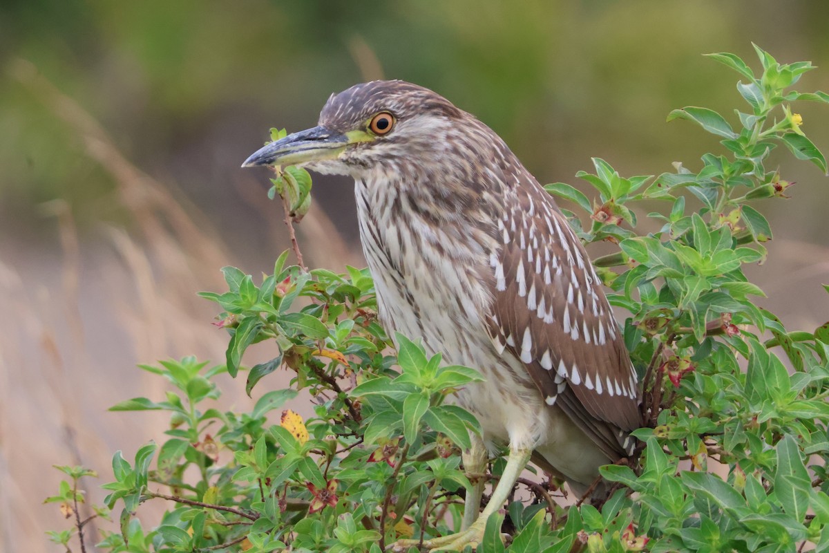 Black-crowned Night Heron - Julia Nadeau Gneckow