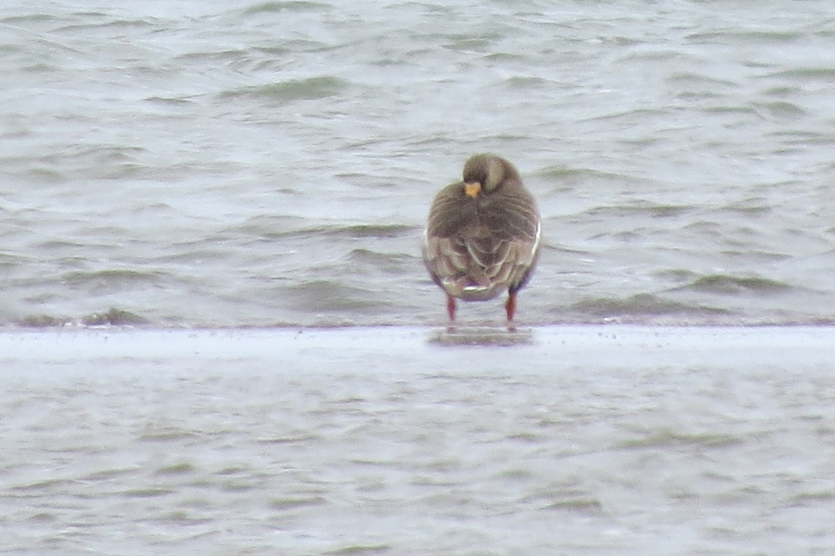 Greater White-fronted Goose - ML618103825