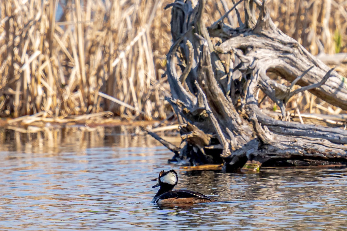 Hooded Merganser - Bernard Barsalo