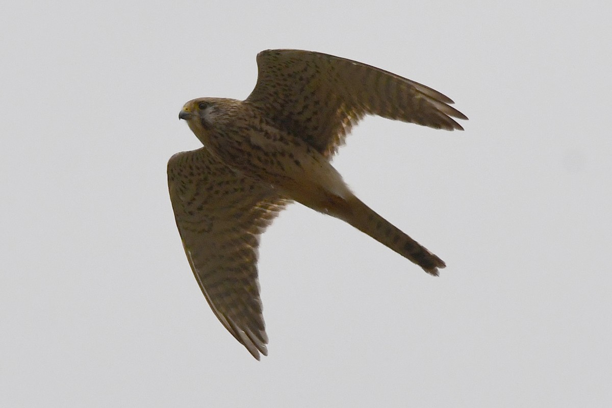 Eurasian Kestrel - Juan José  Bazan Hiraldo