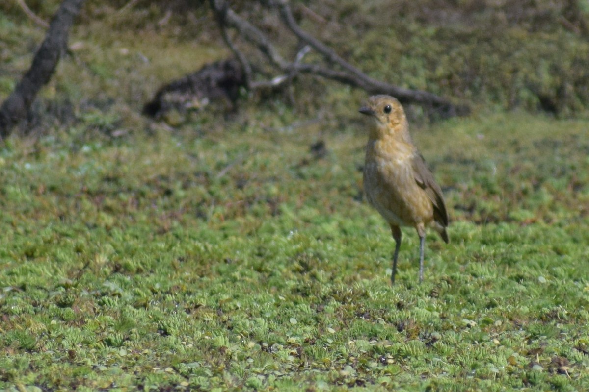 Boyaca Antpitta - Neil Gilbert