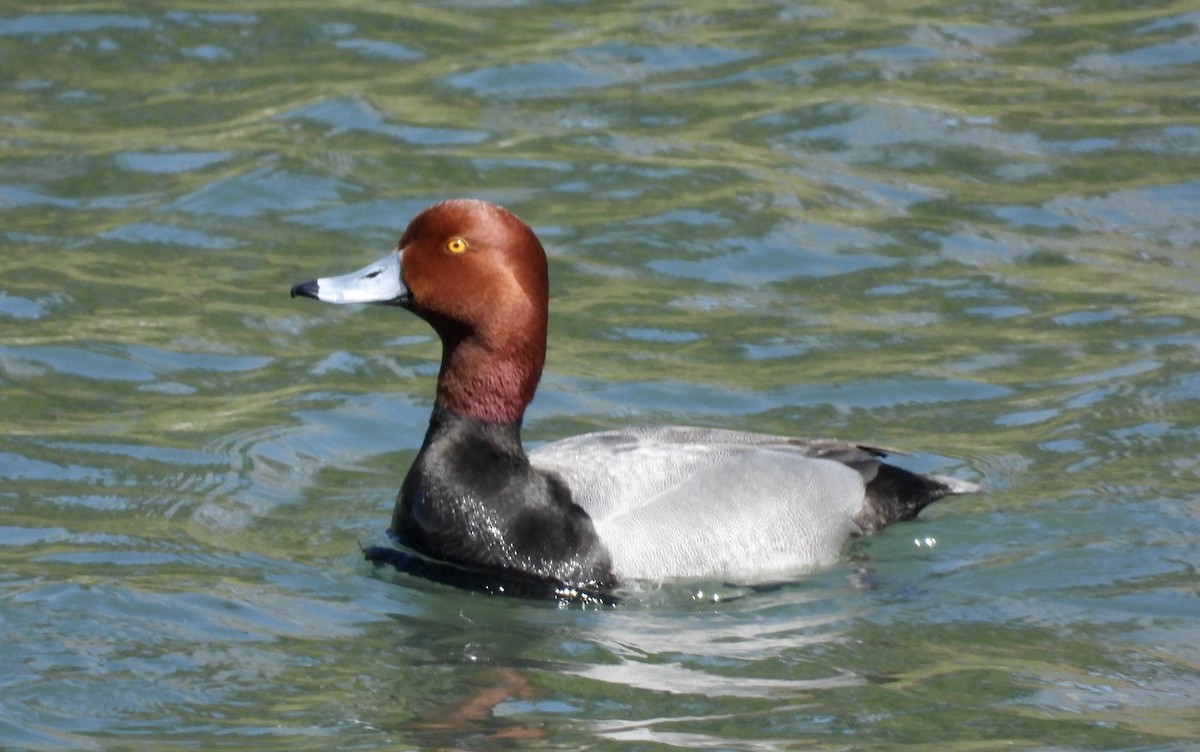 Redhead - Peter Smythe