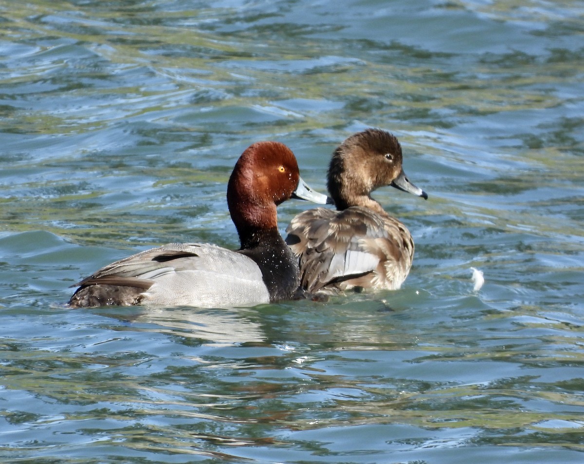 Redhead - Peter Smythe