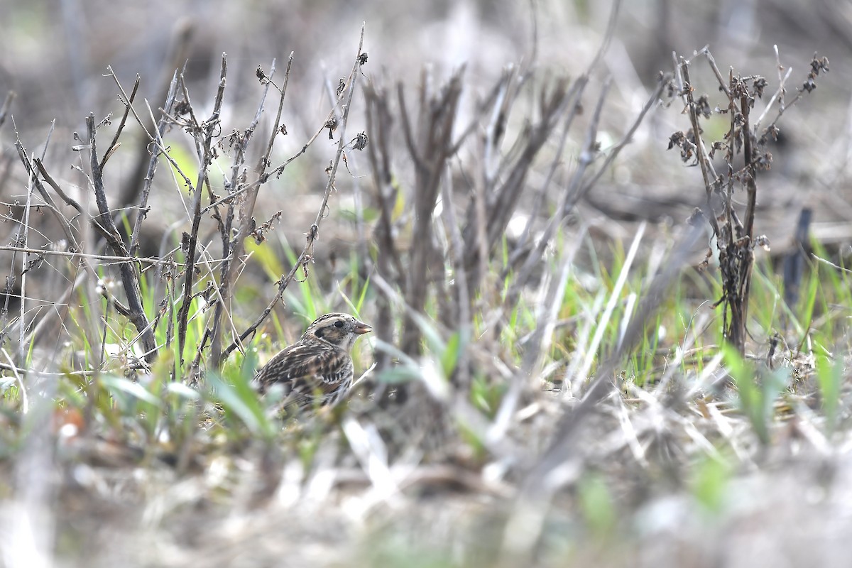 Lapland Longspur - ML618103869