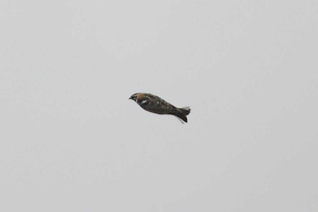 Smith's Longspur - ML618103887