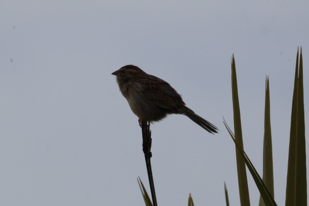 Bachman's Sparrow - Julia Nadeau Gneckow