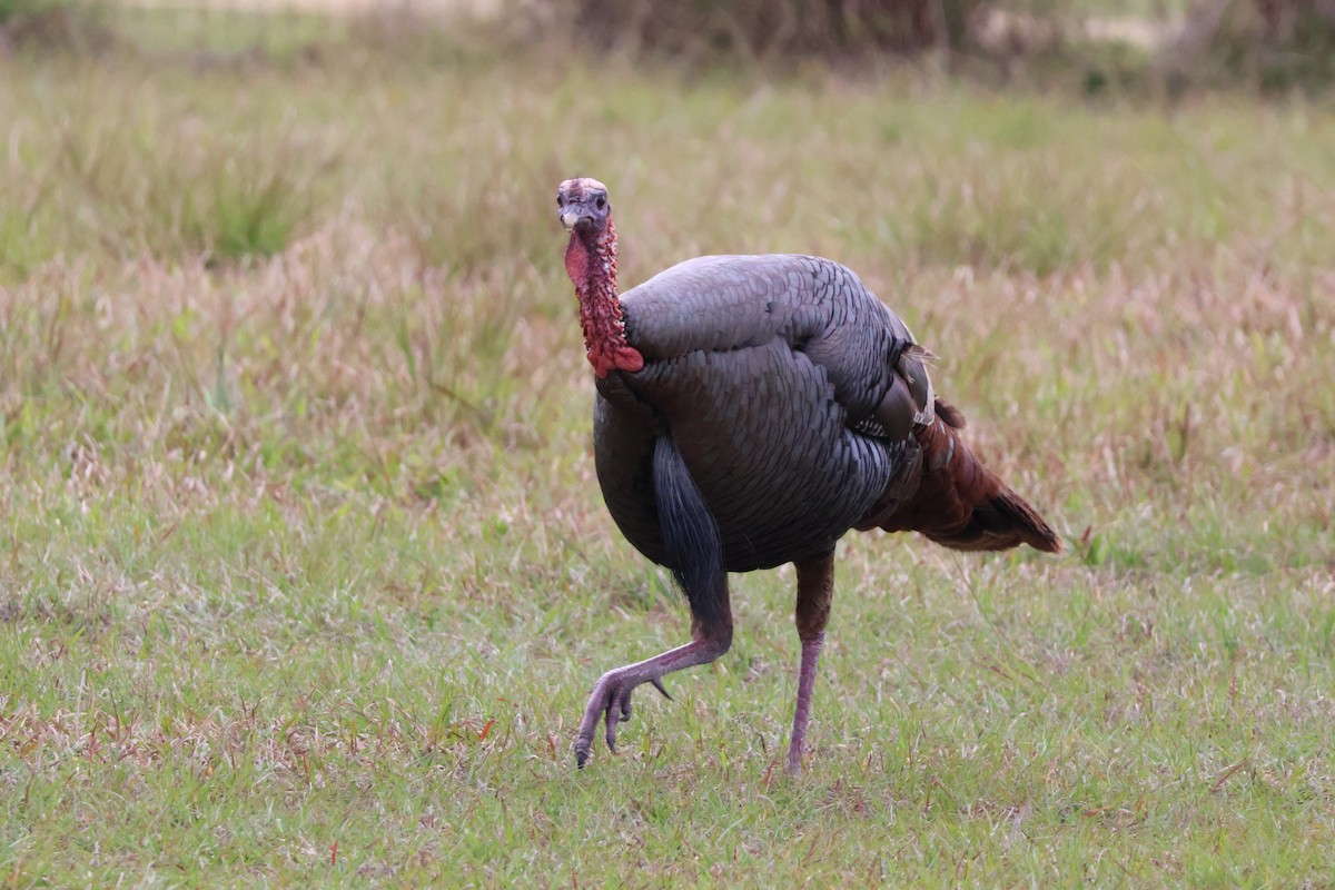 Wild Turkey - Julia Nadeau Gneckow