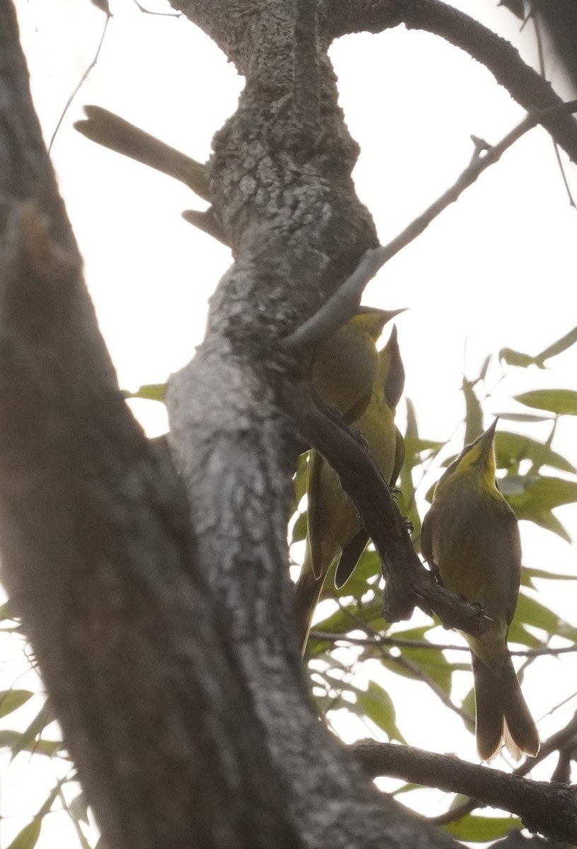 Yellow-tufted Honeyeater - ML618103972