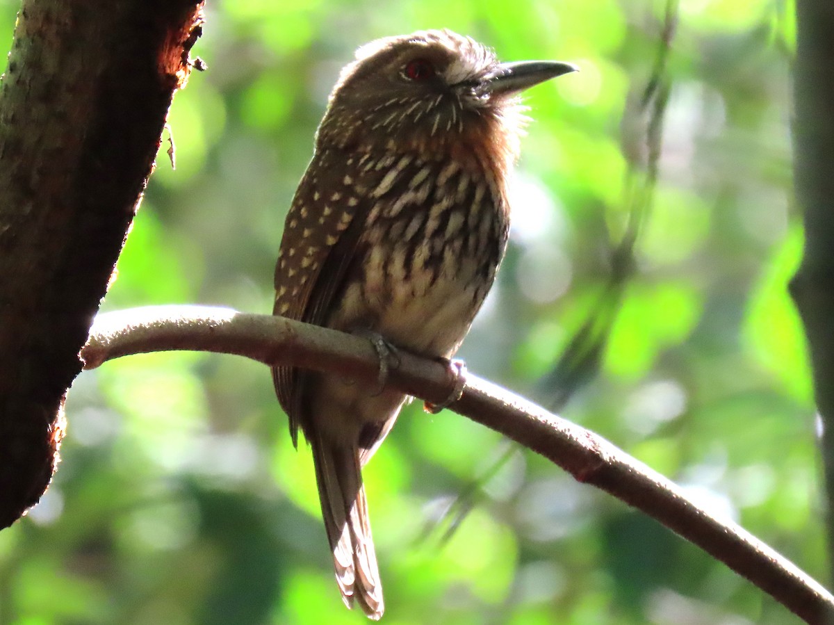 White-whiskered Puffbird - ML618103977