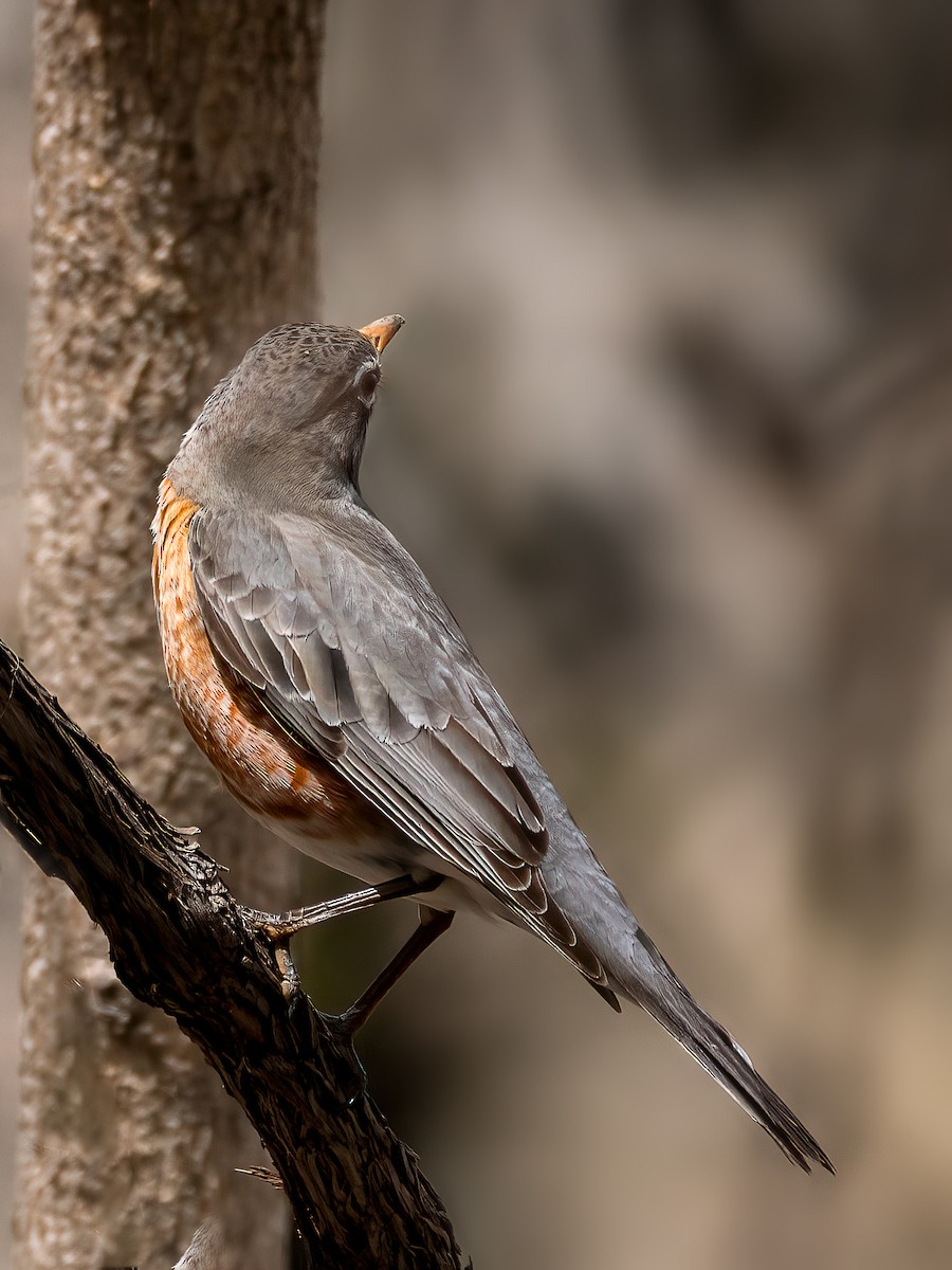 American Robin - Danielle  A