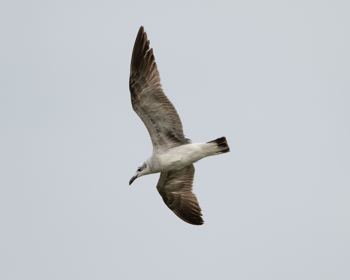 Laughing Gull - Anthony Kaduck